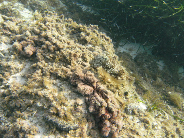 Dive & Fun - Dive Center in Spain