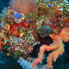Picture taken during the dive