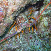 Picture taken during the dive