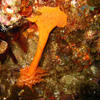 Picture taken during the dive