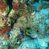 Picture taken during the dive