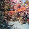 Picture taken during the dive