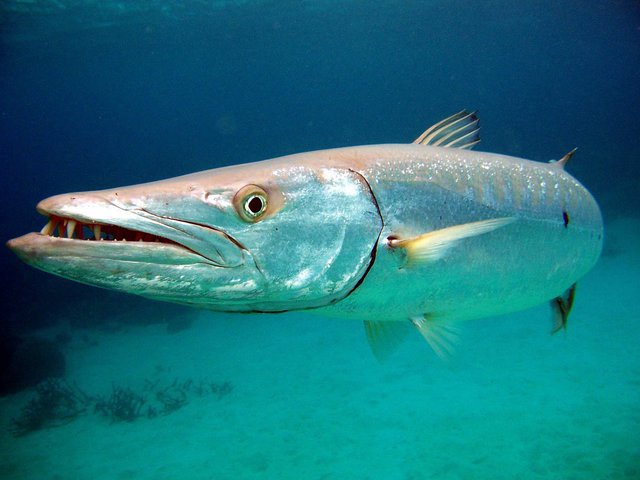 Diving in Al Safouh First, United Arab Emirates - By Bill