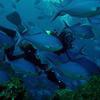 Picture taken during the dive