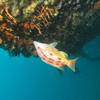 Picture taken during the dive