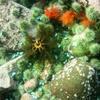 Picture taken during the dive