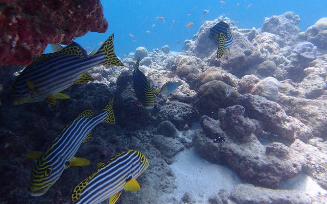Pro Divers Maldives - Dive Center