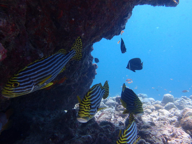 Pro Divers Maldives - Dive Center