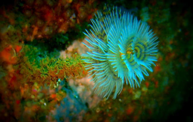 Anthia Diving Center-Madeira - Dive Center in Portugal