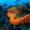Picture taken during the dive