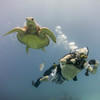 Picture taken during the dive
