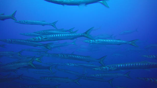 DWS - Dive Center in Italy