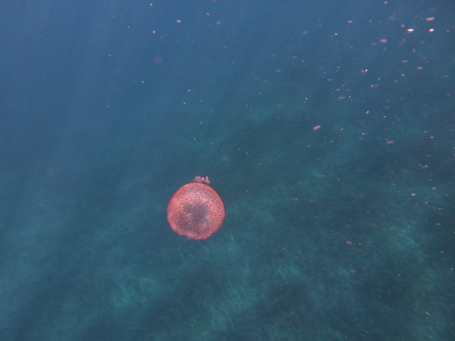 Ucpa-83 Le Levant - Dive Center in France