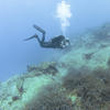 Picture taken during the dive