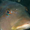 Picture taken during the dive