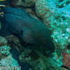Picture taken during the dive