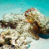 Picture taken during the dive