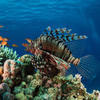 Picture taken during the dive