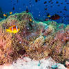 Picture taken during the dive