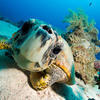 Picture taken during the dive
