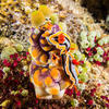 Picture taken during the dive