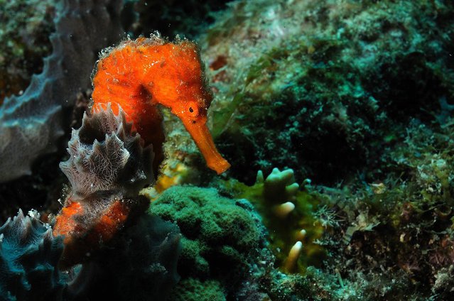 Ecobuzos Los Roques - Dive Center