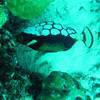 Picture taken during the dive