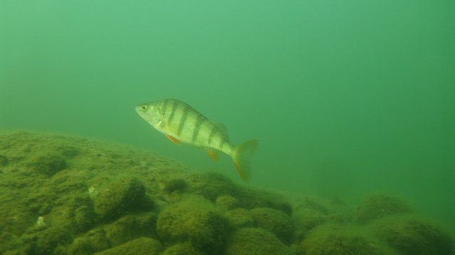 Diving in Suède, Norrtälje - By Hierbas