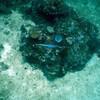 Picture taken during the dive