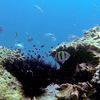 Picture taken during the dive