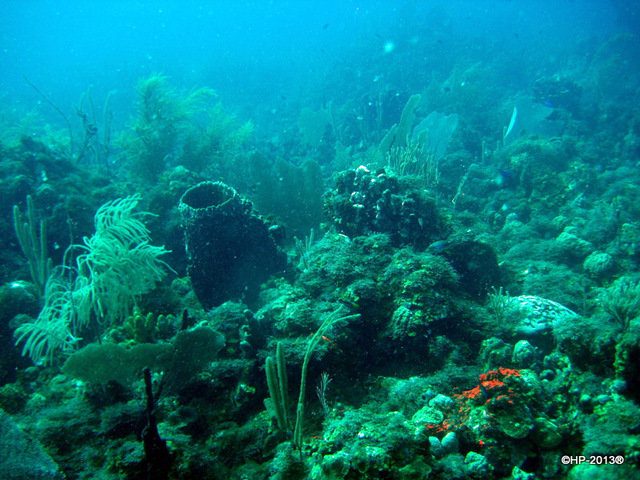 Pro Divers, Inc. - Dive Center in Saint Kitts and Nevis