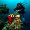 Picture taken during the dive