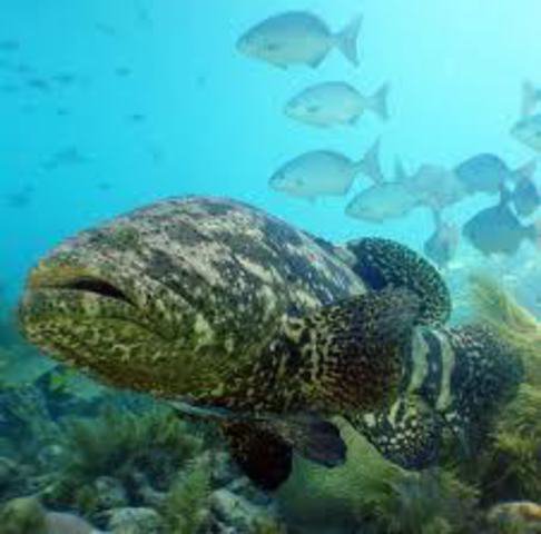 Treasure Island Divers - Dive Center in United States