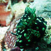 Picture taken during the dive
