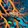 Picture taken during the dive