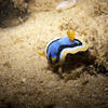 Picture taken during the dive