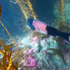 Picture taken during the dive