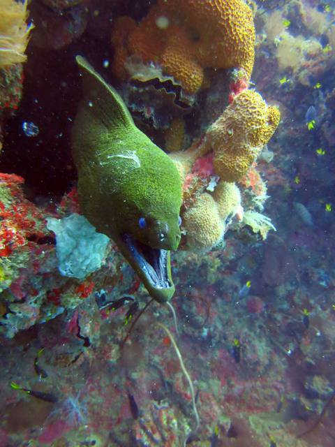 Yongala Dive Pty Ltd - Dive Center in Australia