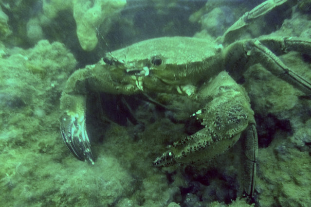 ABYSS Plongee - Dive Center in France