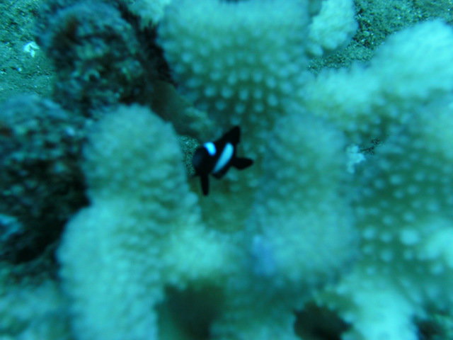 Scuba Luv Maui - Dive Center in United States