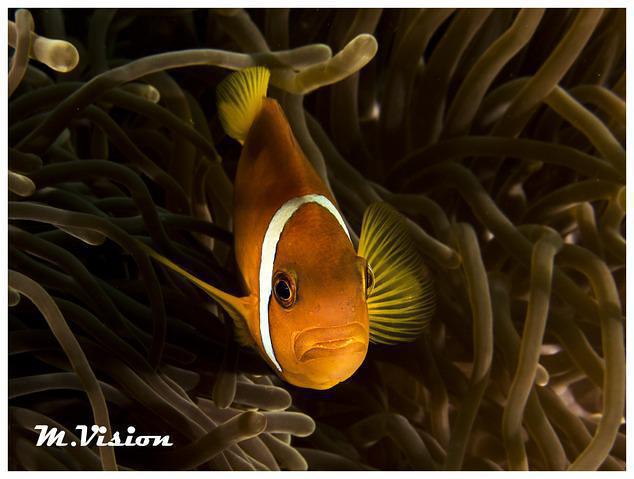 Diving in Vilamendhoo, Maldives - By Max