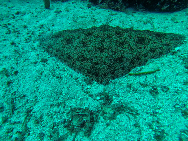 Ege Barakuda - Dive Center in Turkey