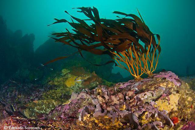 Tiempo De Fondo - Dive Center in Chile