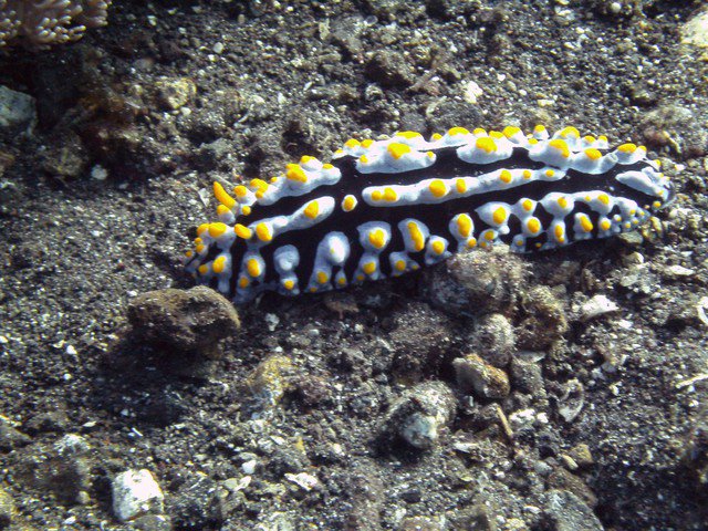 Bali Reef Divers - Dive Center in Indonesia