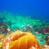 Picture taken during the dive