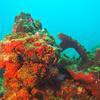 Picture taken during the dive