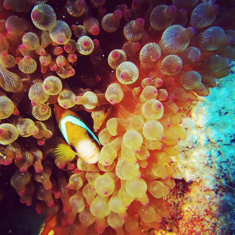 Tiéti Diving - Dive Center in New Caledonia