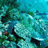 Picture taken during the dive