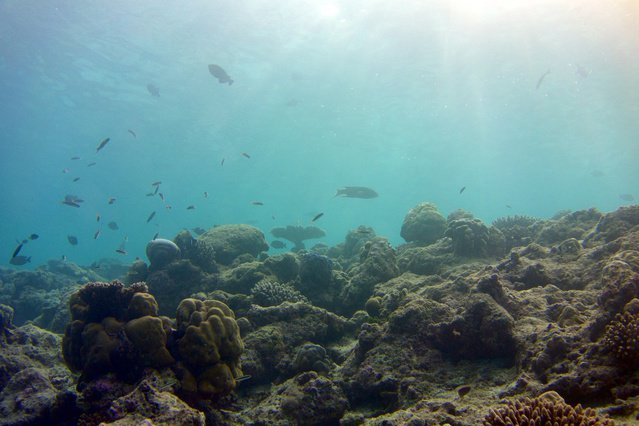 MV Orion - Liveaboard in Maldives