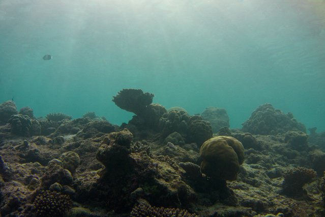 MV Orion - Liveaboard in Maldives